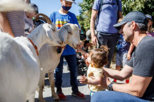 Transhumance festival in Petaluma