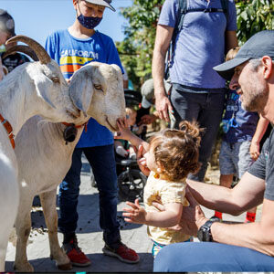 Transhumance Festival