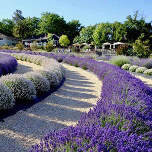Lavendar labrynth at Bees n Blooms
