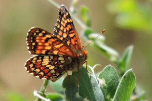 Butterfly Walk at Sugarloaf Park