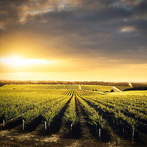 Children of the Vine movie