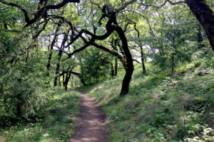 Creekside Trail Shiloh Ranch Regional Park