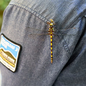 Dragonfly and butterfly walk at Sugarloaf Park