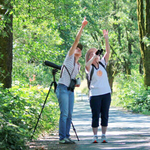Beginning Bird watching