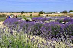 Lavender Daze at Bees and Blooms