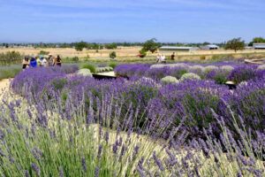 Lavendar Days at Bees and Blooms Farm