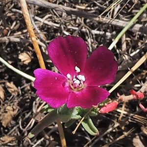Summer wildflower walk at Sugarloaf Park