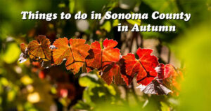 Things to do in Fall in Sonoma County