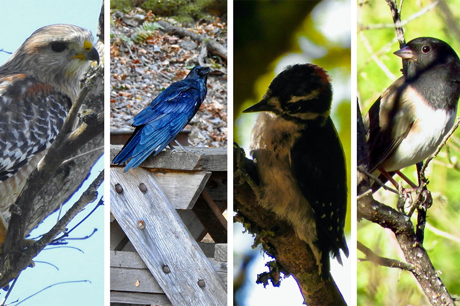 Bird hike at Sugarloaf Park