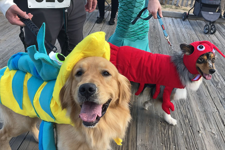 Howloween Pet Parade Healdsburg