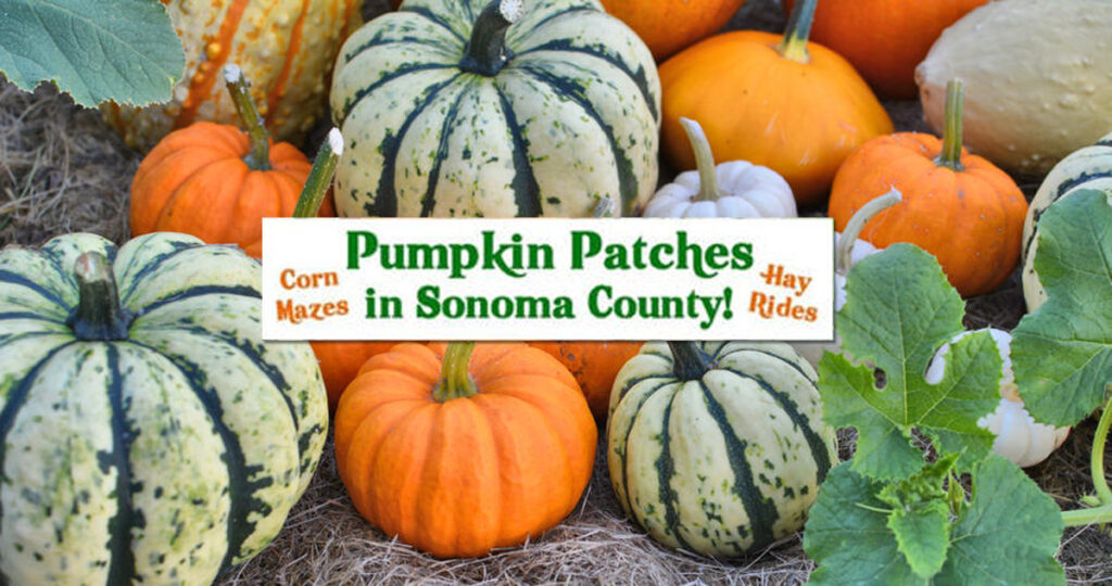 Pumpkin Patches iin Sonoma County