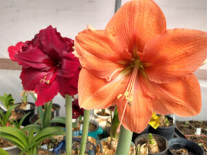 Bulb Bliss flower gifts
