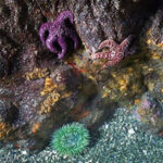 Tidepooling with Stewards of the Coast at Shell Beach