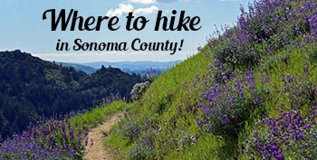Where to hike in Sonoma County