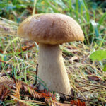 Mushroom hike