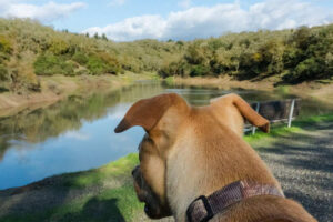 Hikes with Hounds Sonoma Regional Parks