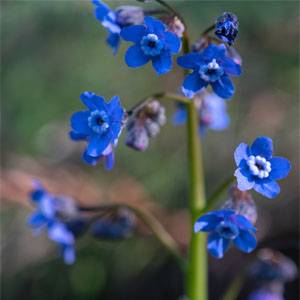 Wildflower walk at Sugarloaf Ridge Park