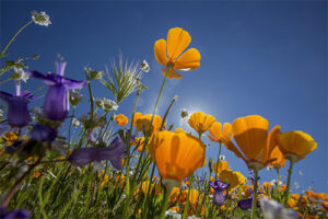 Wildflower walks in Sonoma County