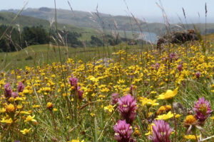 Wildflower walks on the coast, jenner