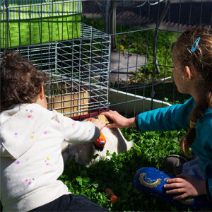 Petting zoo at Sebastopol Farmers Market