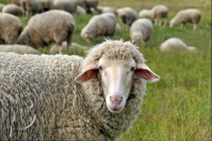 Sheep Shearing Day at Petaluma Adobe State Historic Park
