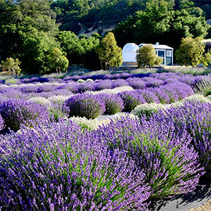 Bees N Blooms Lavendar Daze