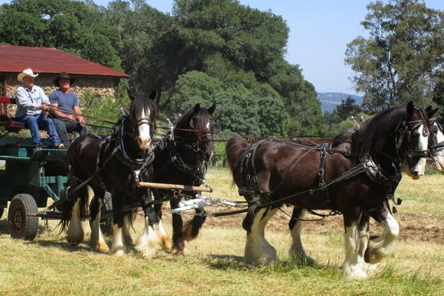 Call of the Wild Weekend at Jack London Park