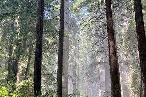 Jenner Headlands Preserve