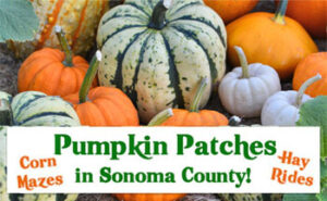Pumpkin Patches in Sonoma County