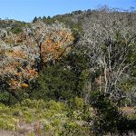 Woodlands at Sugarloaf Ridge State Park