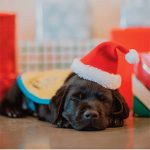 Santa Waws benefitting Canine Companions.