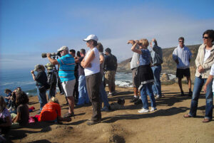 Whale watching along the Sonoma Coast