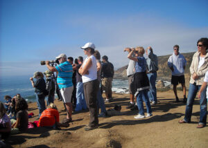 Whale Watching along the Sonoma Coast