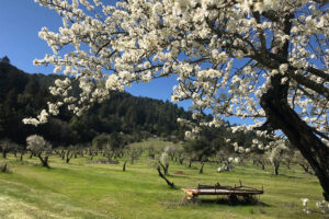Orchard-Redwood Hike at Jack London State Historic Park