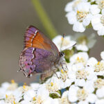 Bohemia wildflower hike