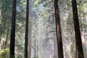 Thurs: Meditative Night Hike at Jenner Headlands