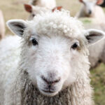 Sheep at FFA fair