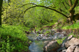 Early Summer hike at Lafferty Ranch