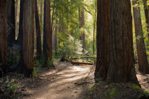 Redwoods hike at Sugarloaf Ridge Park