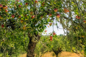 Historic Orchards at Jack London State Historic Park