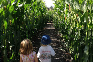 Petaluma Pumpkin Patch and Corn Maze