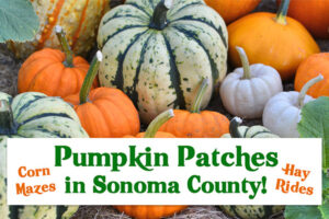 Pumpkin Patches in Sonoma County