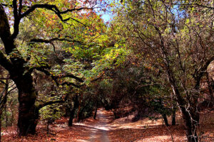 shilo Ranch Regional Park in autumn
