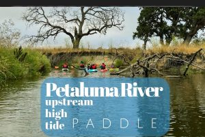 Petaluma River Upstream High Tide Paddle