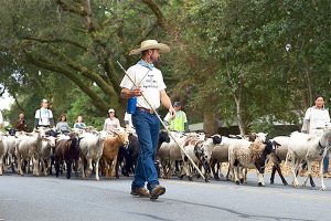Transhumance Festival in Petaluma