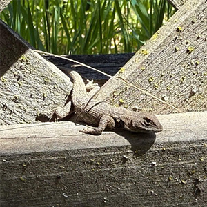 Slow reptiles hike at Sugarloaf Park