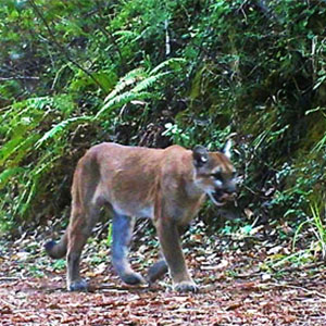 Mountain lion in Sonoma County Regional Parks
