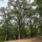 Oak hike at Sugarloaf Park